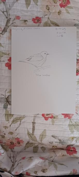 Ginny's Yellow Warbler