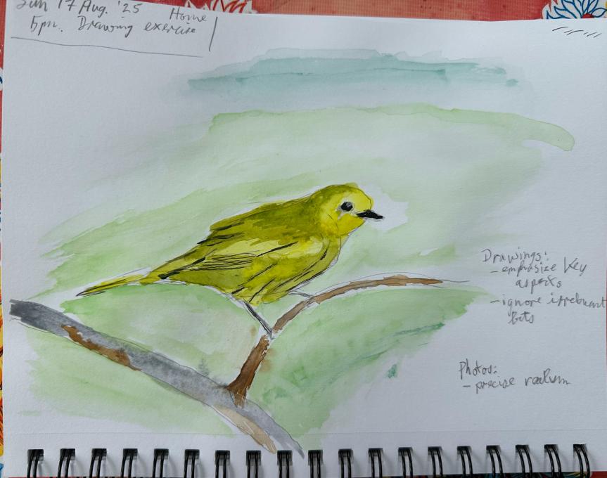 Warbler - first drawing