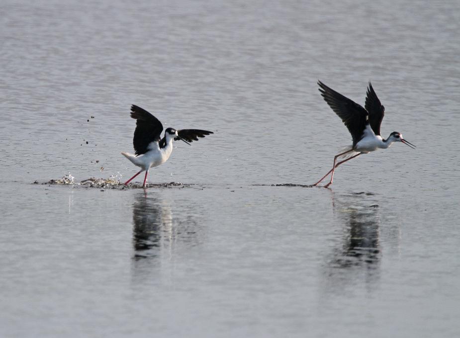 Stilt-Chase