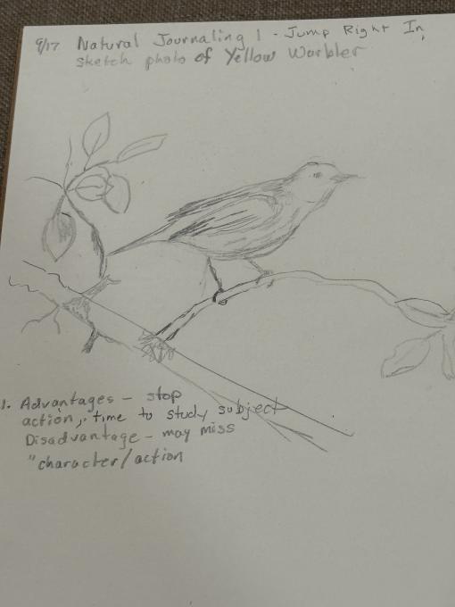 Journal one Yellow Warbler