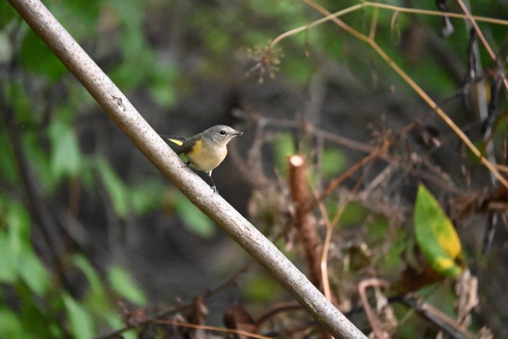 Female Redstart