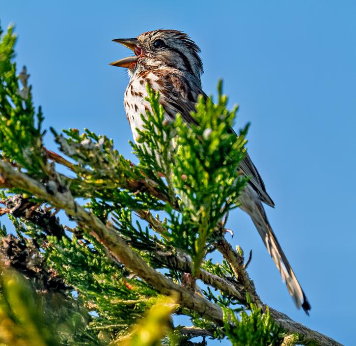 songsparrow 061125_KWB_HMSP_0094web