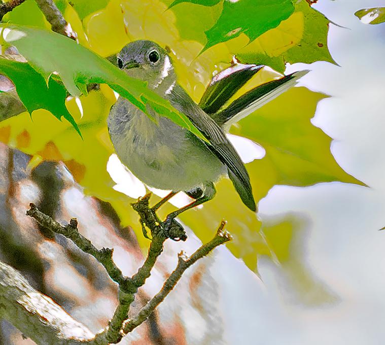 bluegraygnatcatcher 071225_KWB_SunSP_0152web