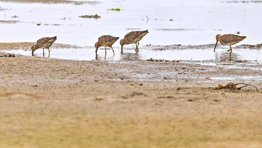 shortbilleddowitcher 071625_KWB_HMSP_0246web