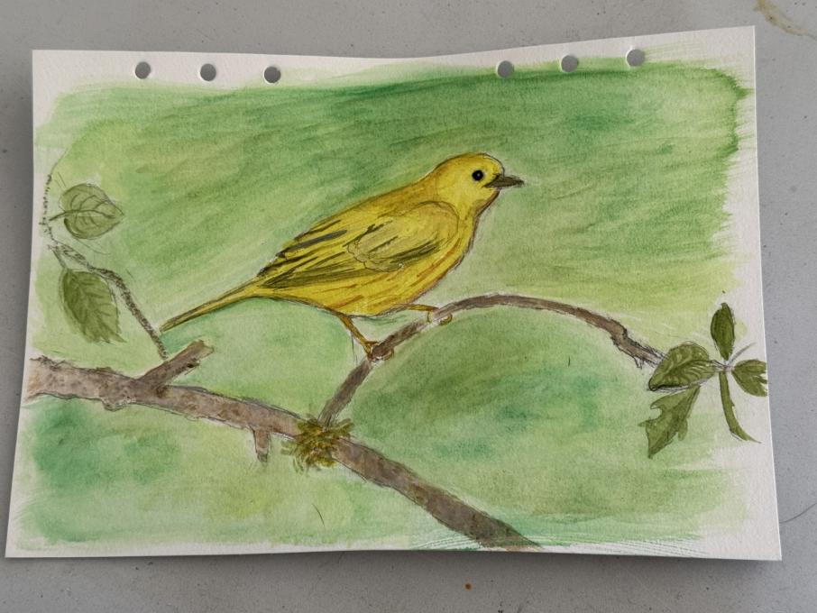 Yellow Warbler Watercolor