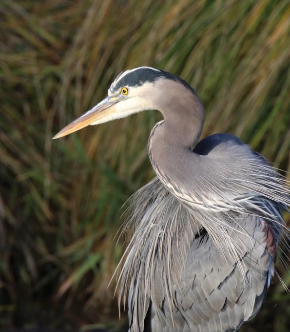 Heron 11.10.25