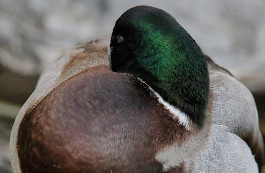 Mallard 11.10.25