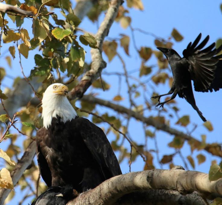 Eagle and Crow 11.10.25