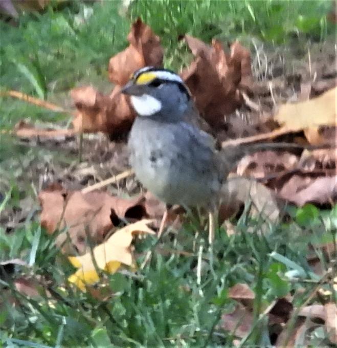 whitethroatedsparrow 111125_KLM_BKYD_0002
