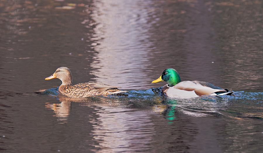 mallard 110925_KWB_ATSP.DMB_0008web