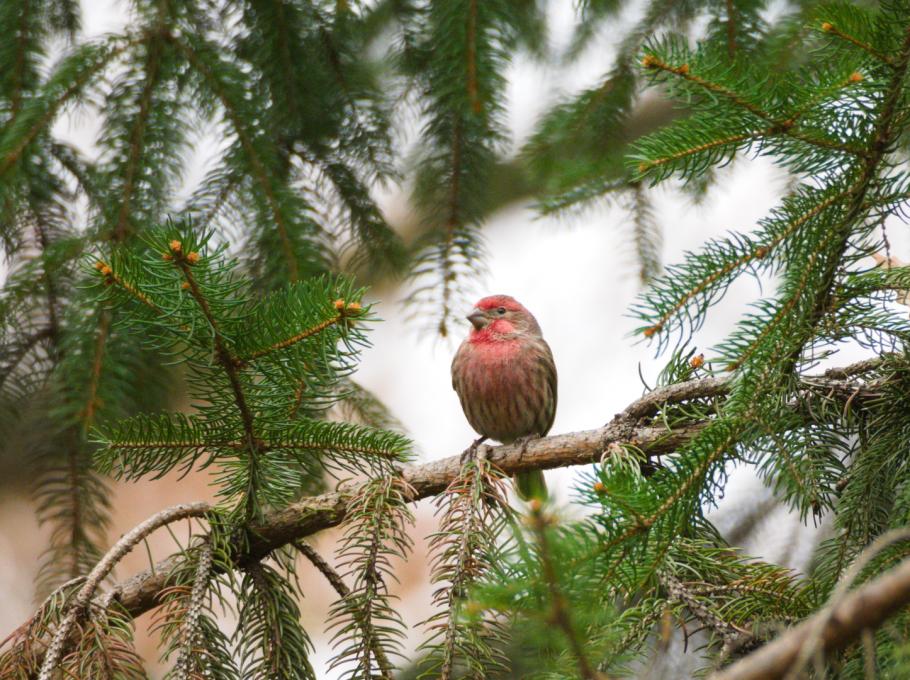 HouseFinch