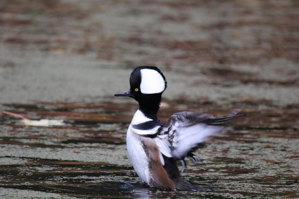 Merganser flapping