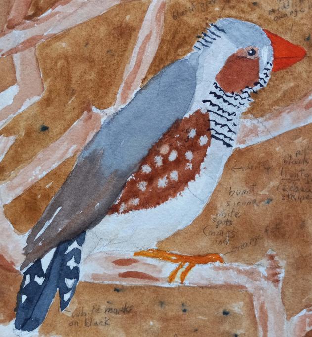 zebra finch male