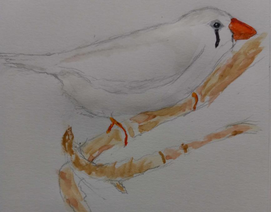 zebra finch female