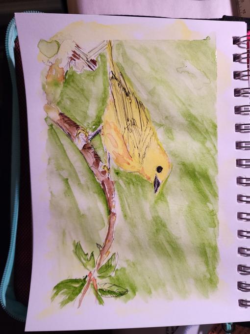 Yellow warbler