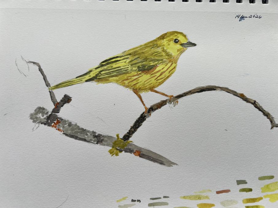 Final yellow warbler watercolor