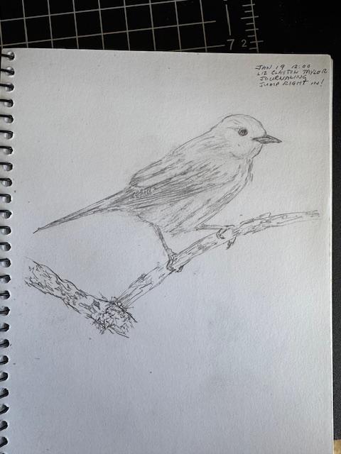 Warbler Drawing