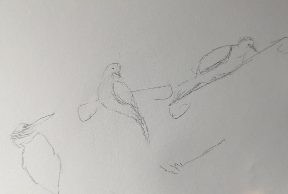 doves