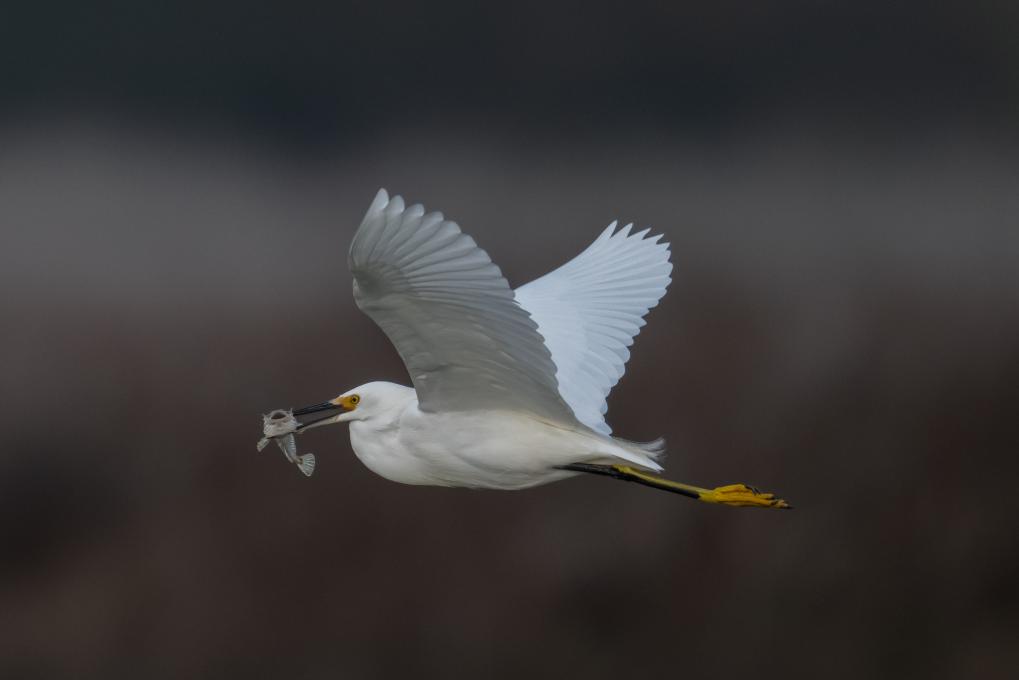 NZ9_7910-SnowyEgretFish