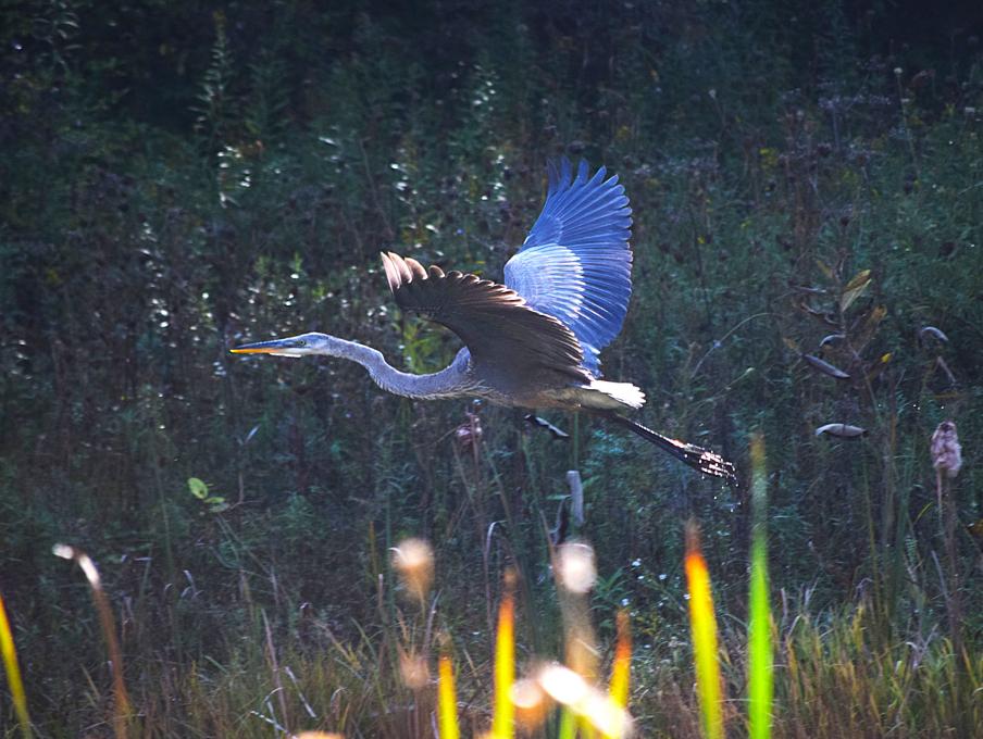 heron flying in reeds revised