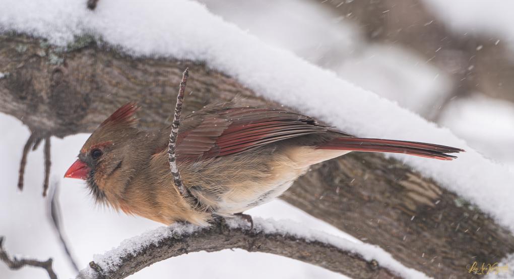 Northern Cardinal
