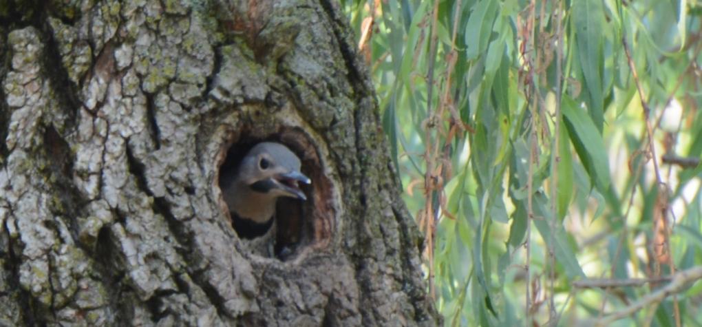 DSC_3430 baby flicker cropped calling for mom_1