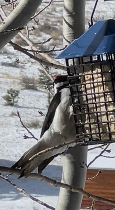 Woodpecker on Suet