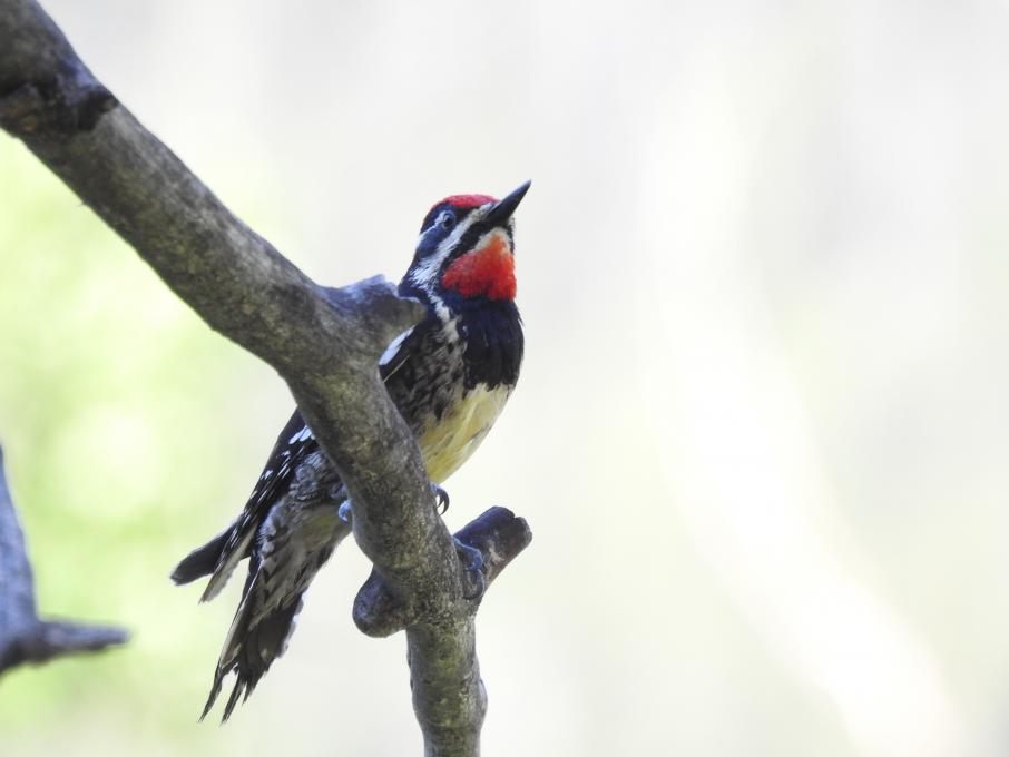 Red-naped Sapsucker June 2025
