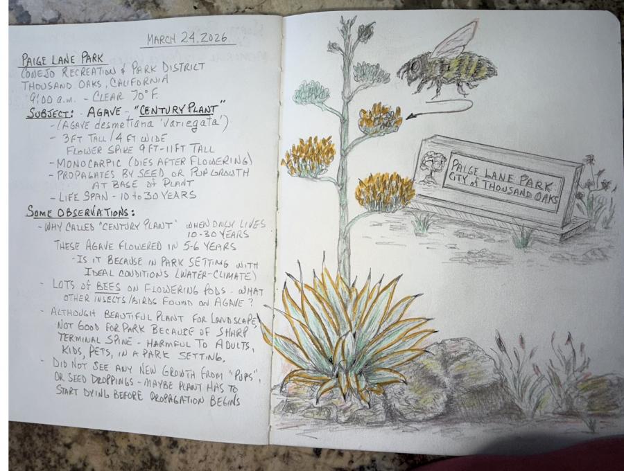 Paige Lane Park Project