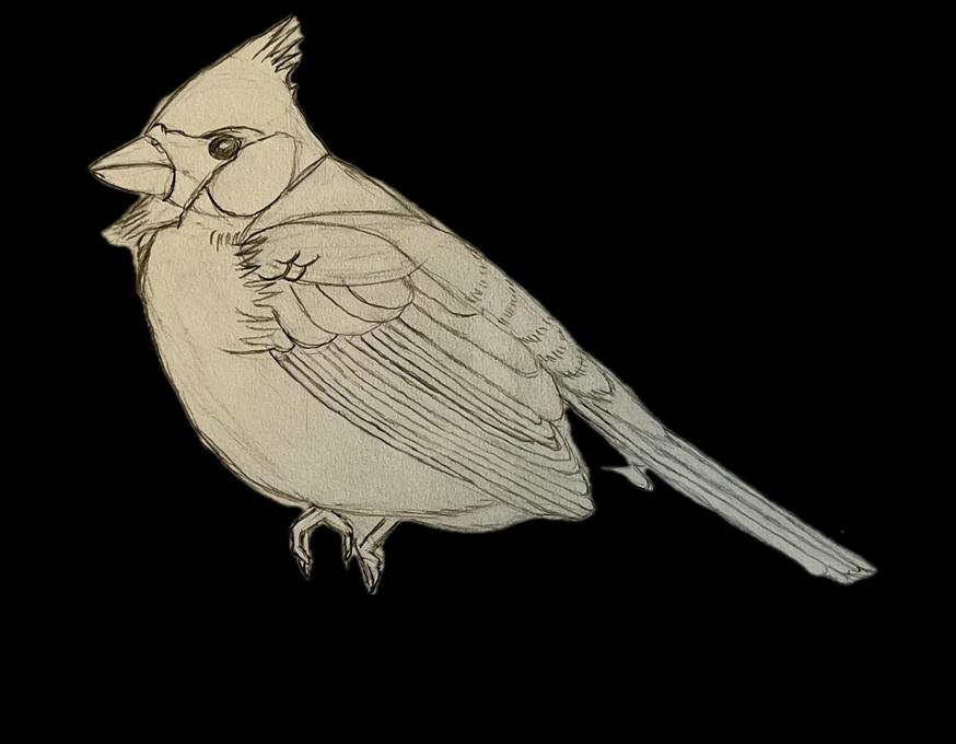 Cardinal for Jane's Class