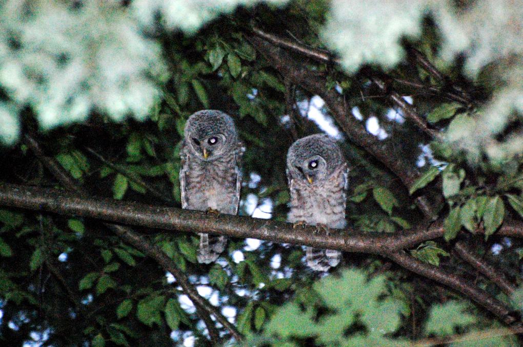 Teen Barred Owls (3)