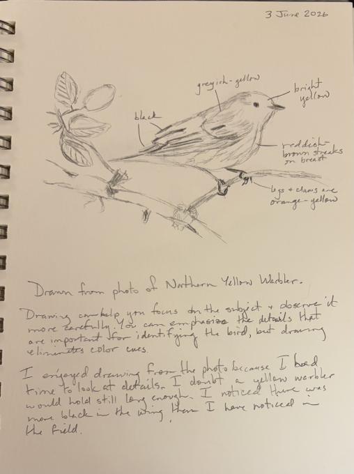 northern yellow warbler