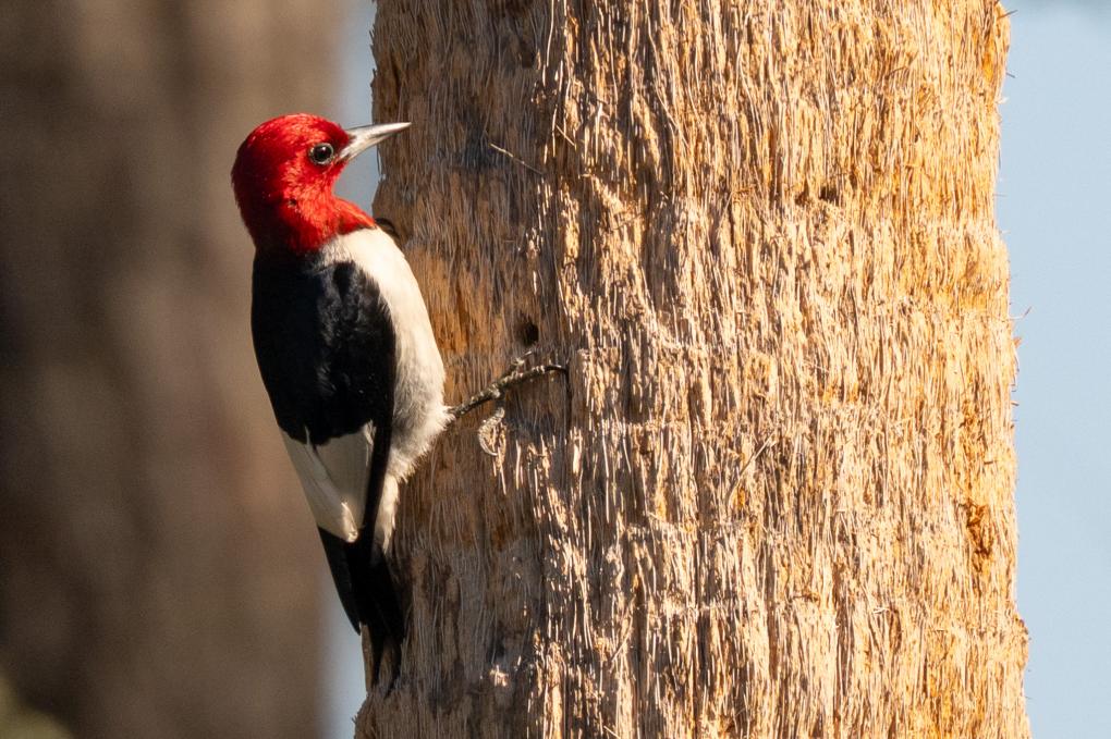 Red-headed Woodpecker _3795 June 5 2026