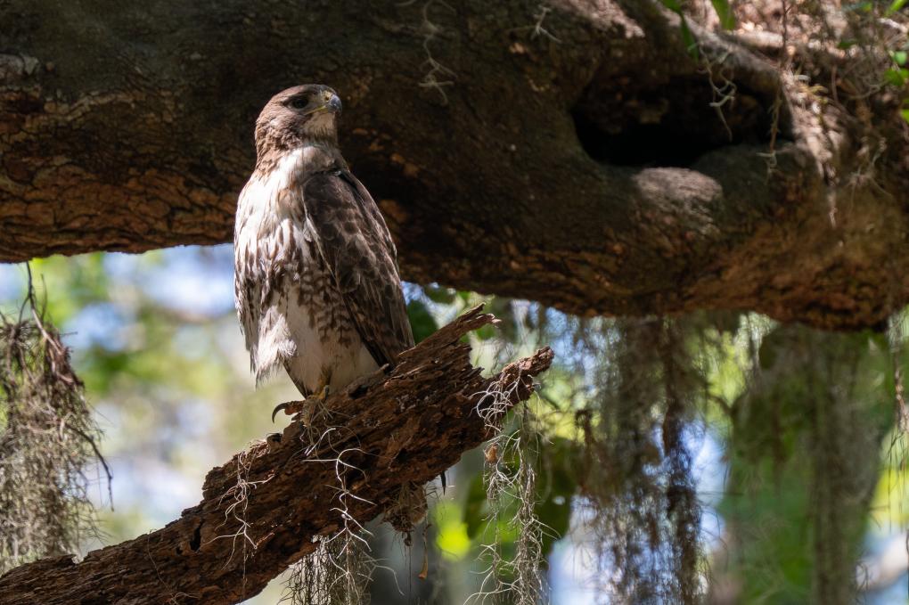 Young Red-tailed Hawk_3949 June 5 2026