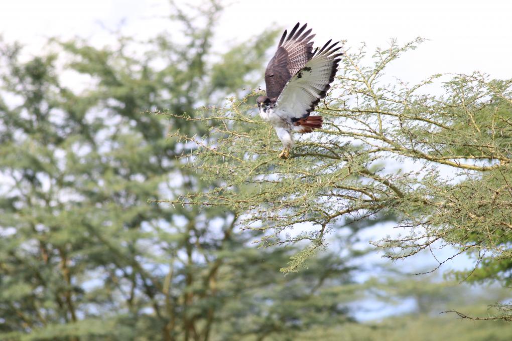 Augur Buzzard