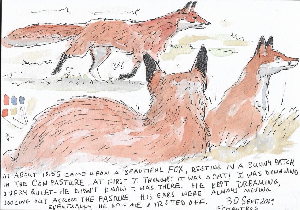 Nature Journal - Fox
