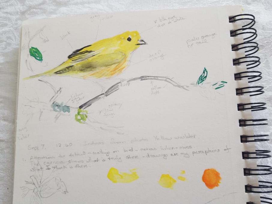 Yellow warbler 1