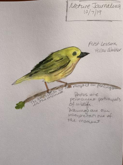 Yellow Warbler color