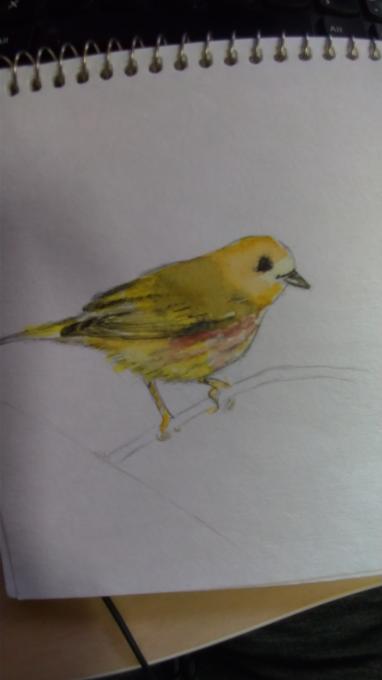 tania-yellow-warbler
