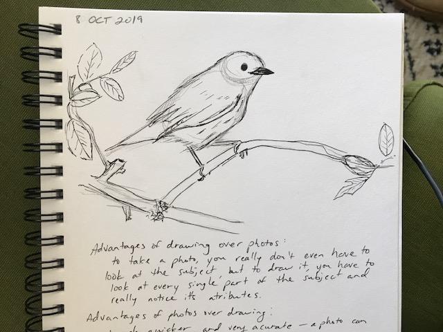 First bird sketch