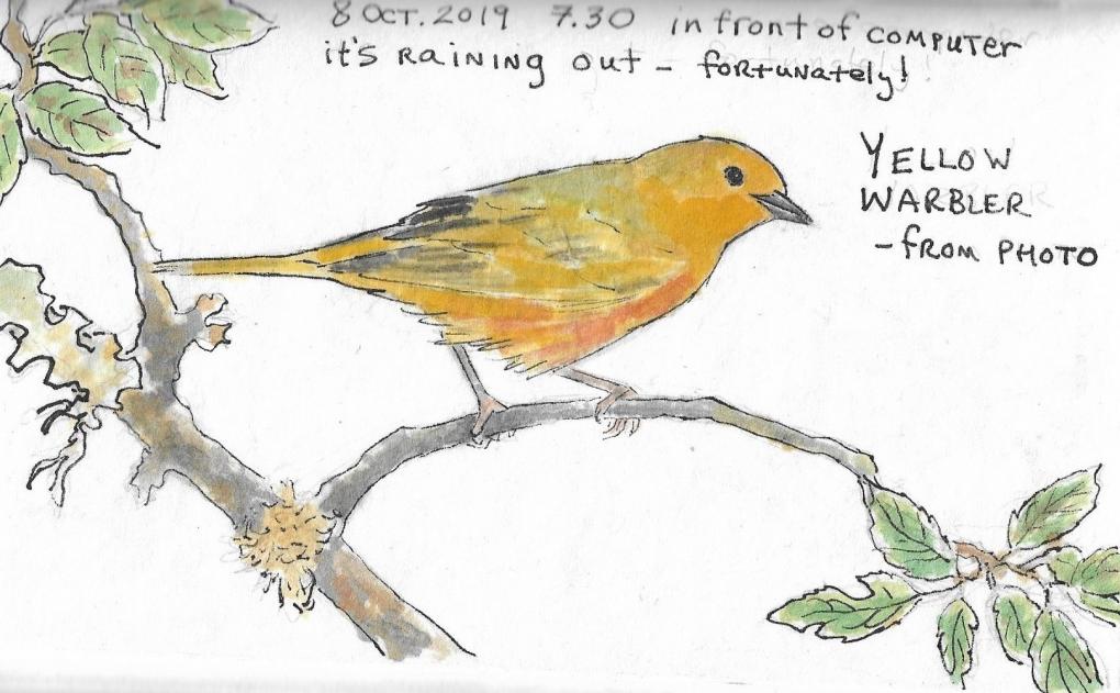 Nature Journal - Yellow Warbler 3