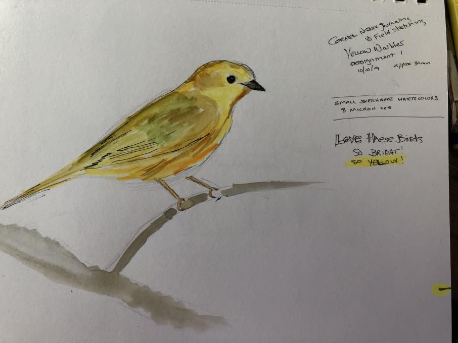 drawing yellow warbler