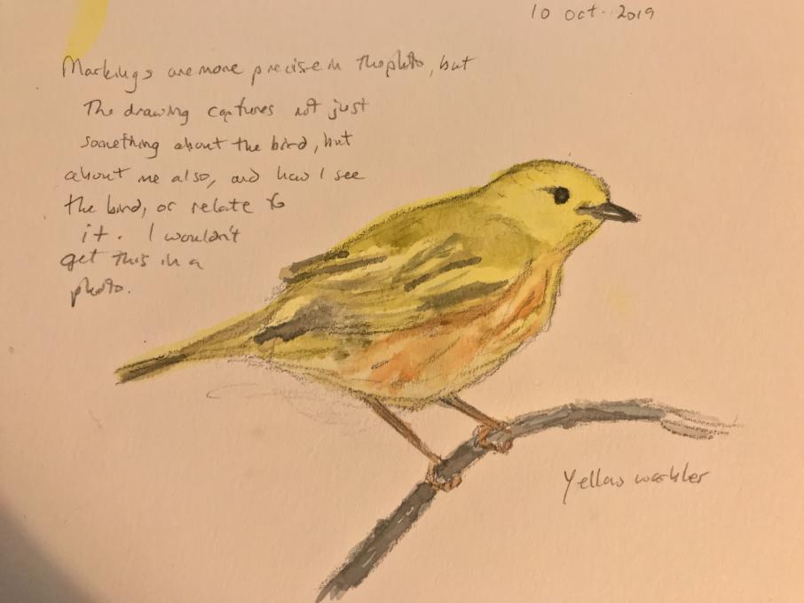Yellow Warbler 10 Oct 2019
