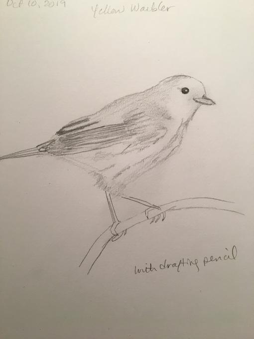 Lesson 1 - Yellow Warbler drafting pencil