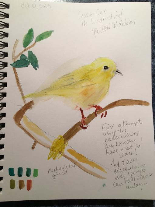 Lesson 1 - Yellow Warbler colour