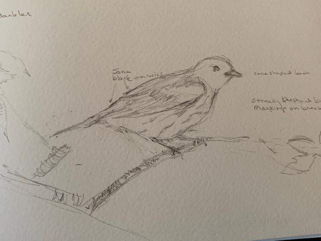 sketch yellow warbler