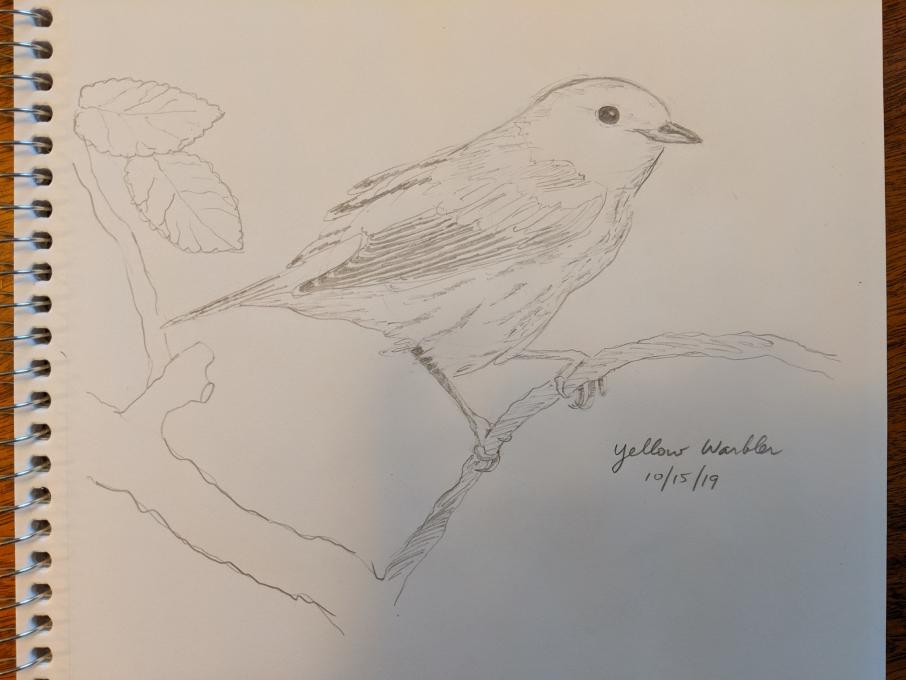 Yellow Warbler sketch (1)