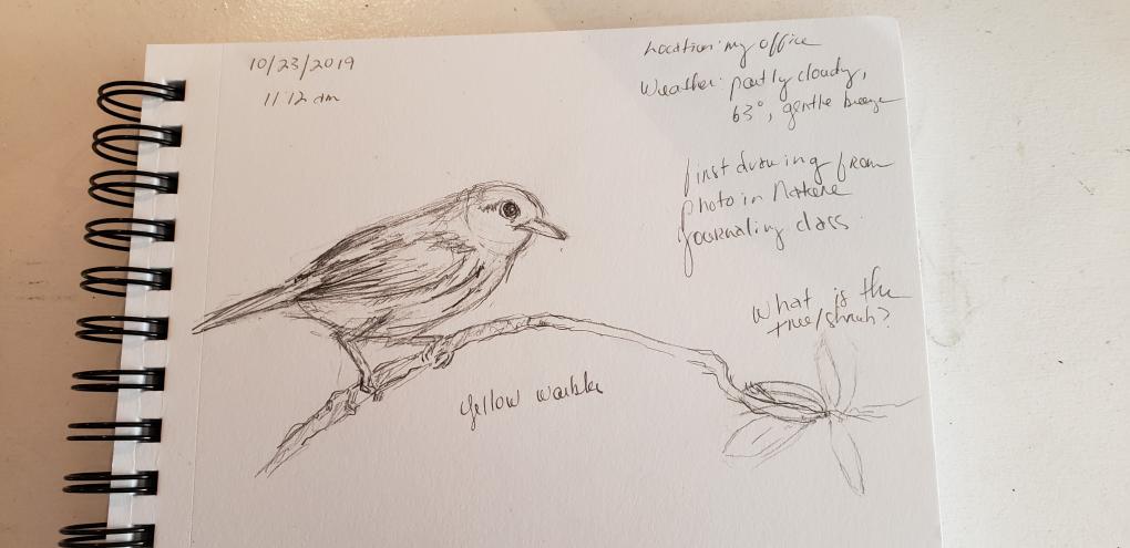first drawing from photo of Yellow Warbler