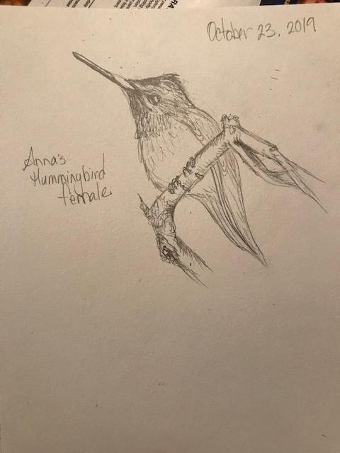 hummingbird1