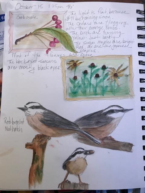 field study nuthatches